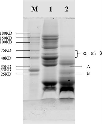 Effects of high-pressure homogenization on physicochemical and functional properties of enzymatic hydrolyzed soybean protein concentrate